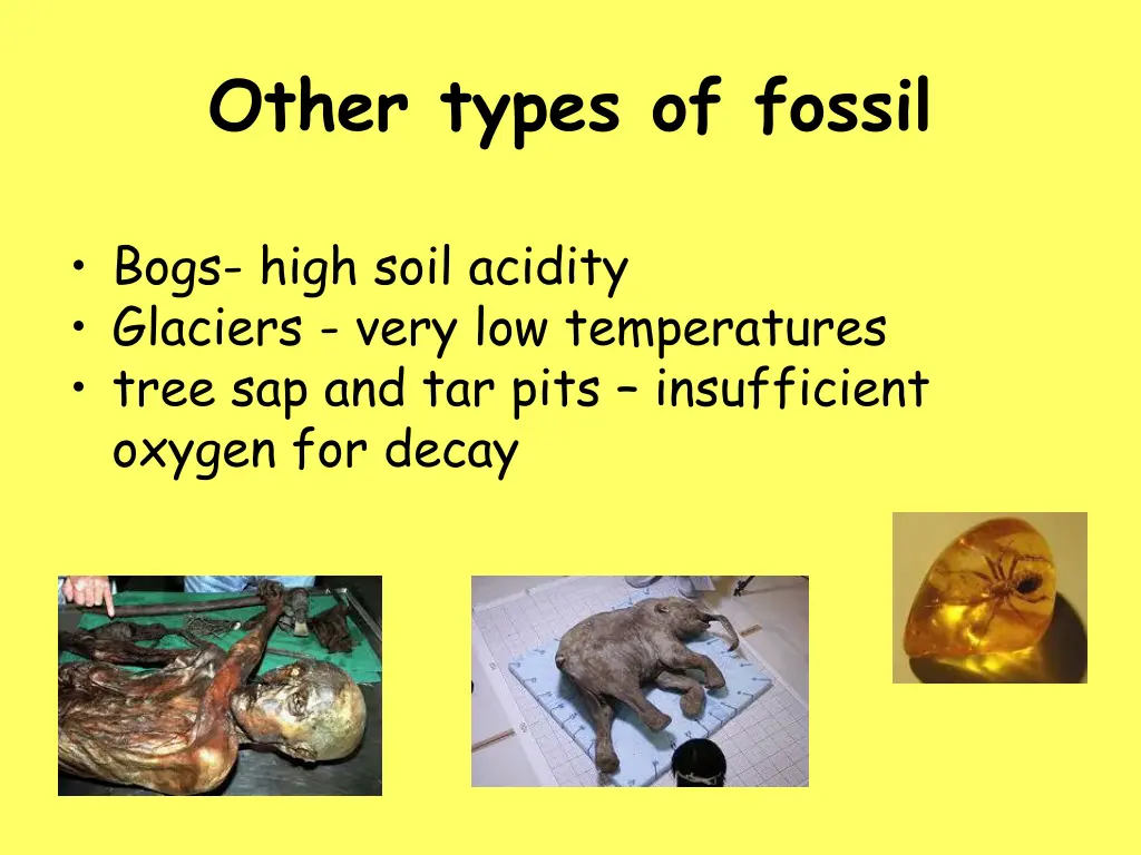 other types of fossil 2