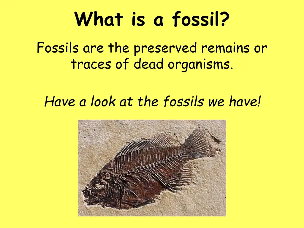 what is a fossil fossils are the preserved