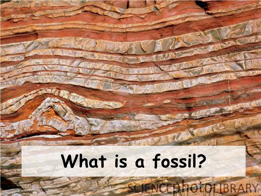 what is a fossil