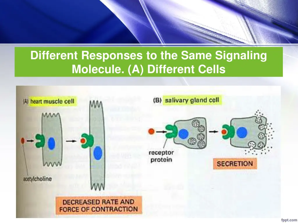 different responses to the same signaling