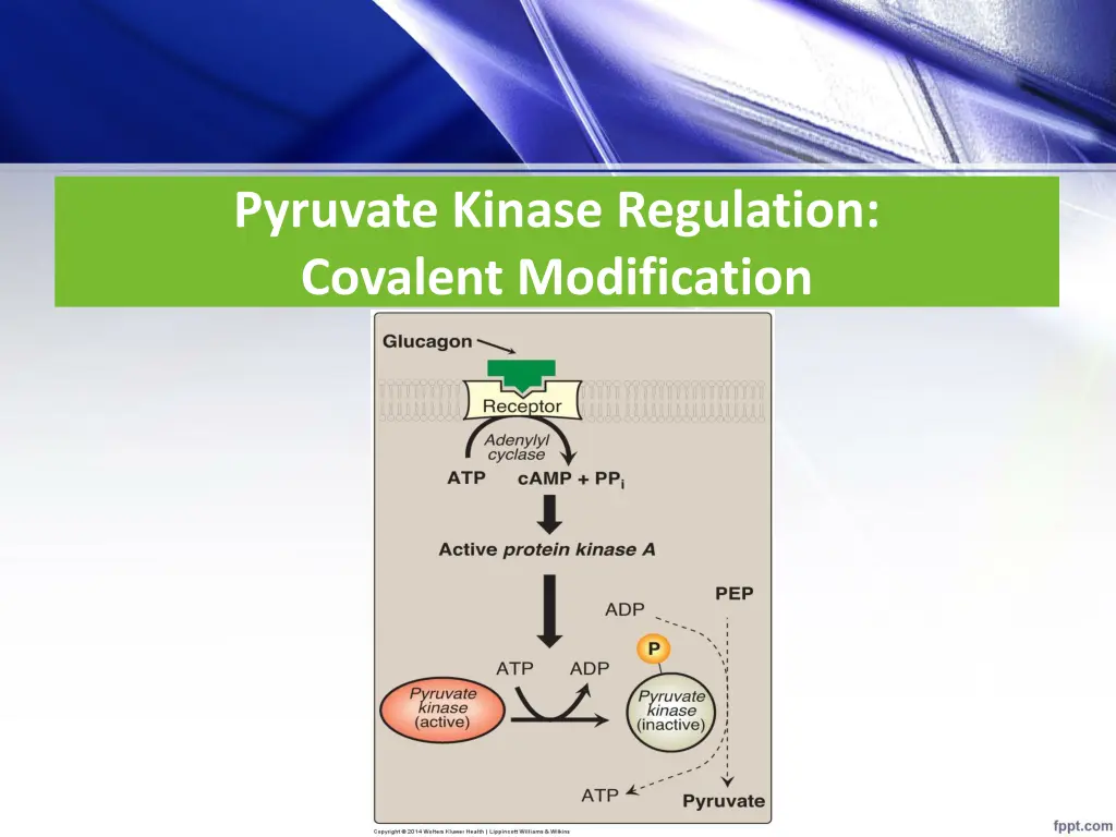 pyruvate kinase regulation covalent modification