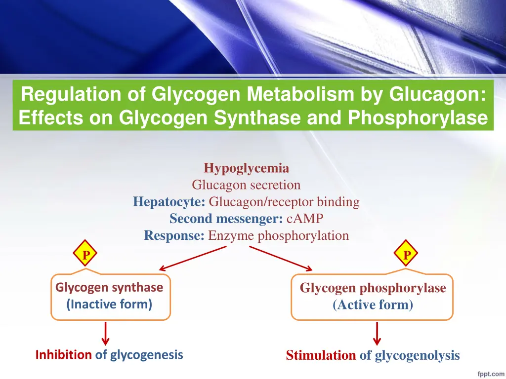 regulation of glycogen metabolism by glucagon