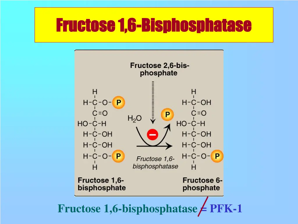 fructose 1 6 fructose 1 6 bisphosphatase