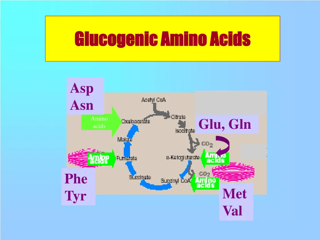 glucogenic amino acids glucogenic amino acids