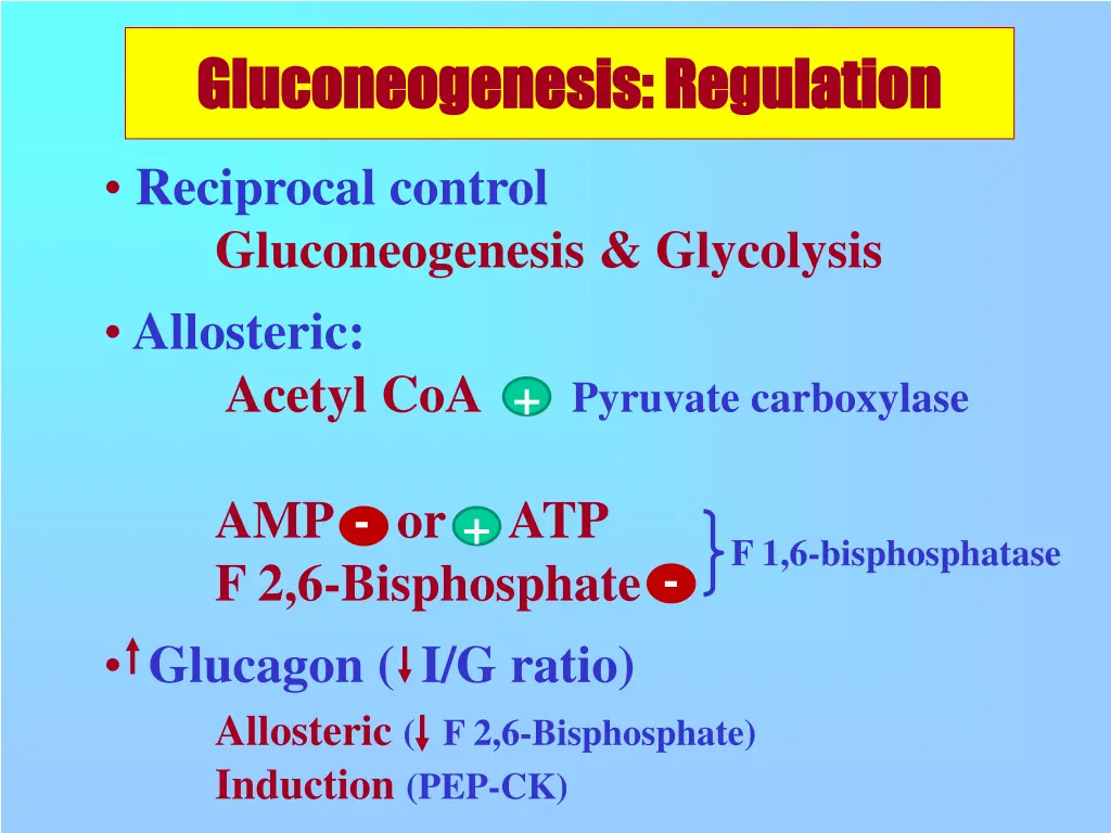 gluconeogenesis regulation gluconeogenesis