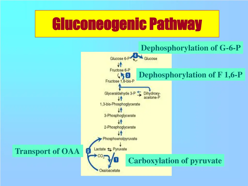 gluconeogenic gluconeogenic pathway 1