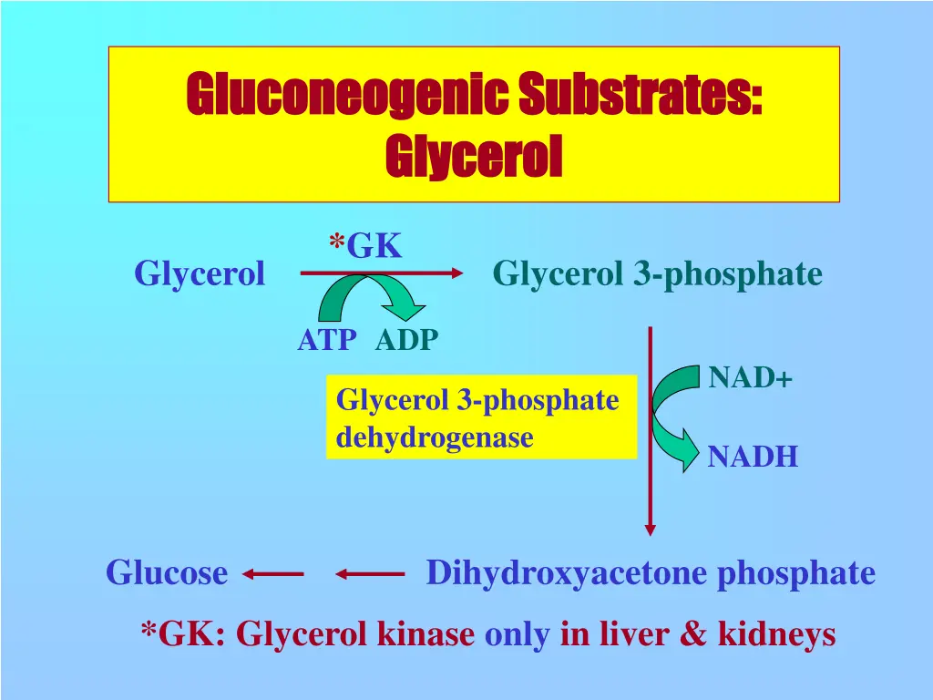 gluconeogenic gluconeogenic substrates glycerol