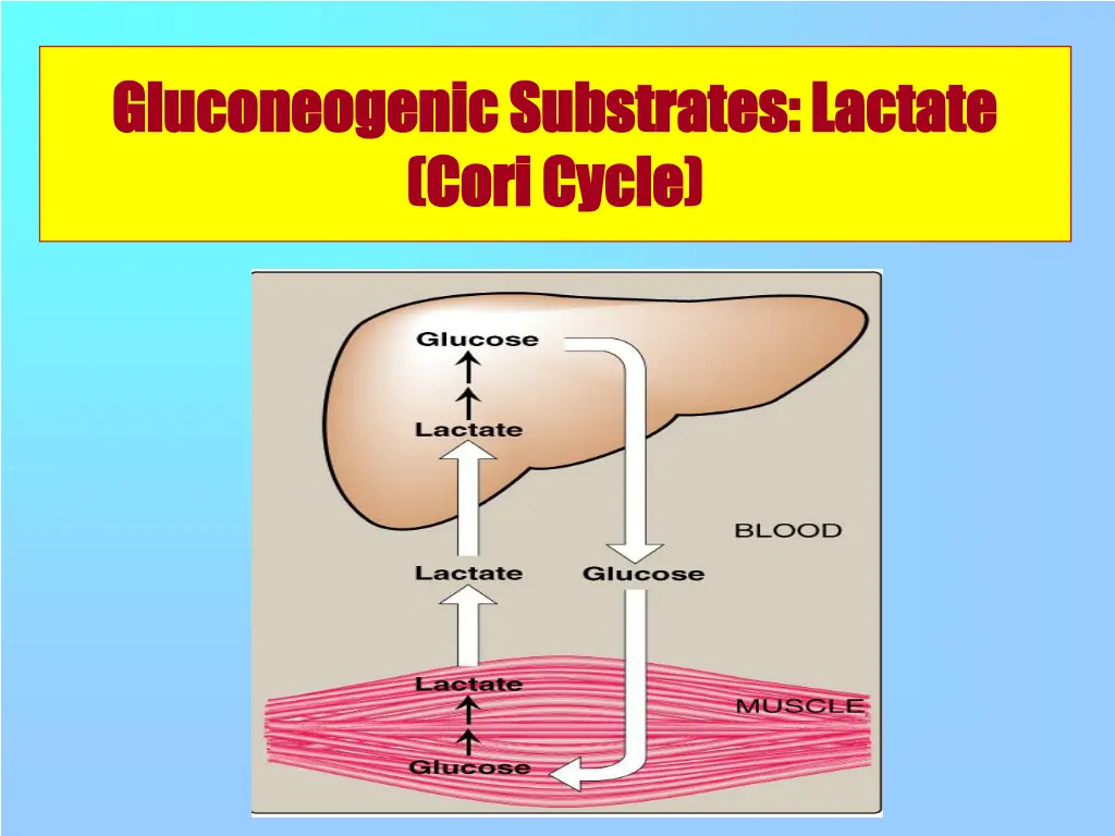 gluconeogenic gluconeogenic substrates lactate