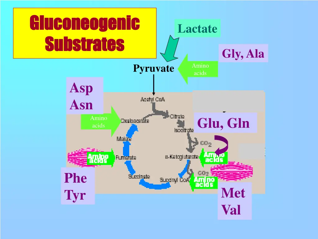 gluconeogenic gluconeogenic substrates substrates
