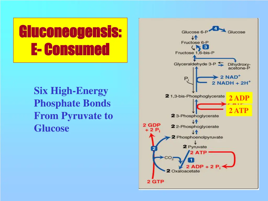 gluconeogensis gluconeogensis e e consumed