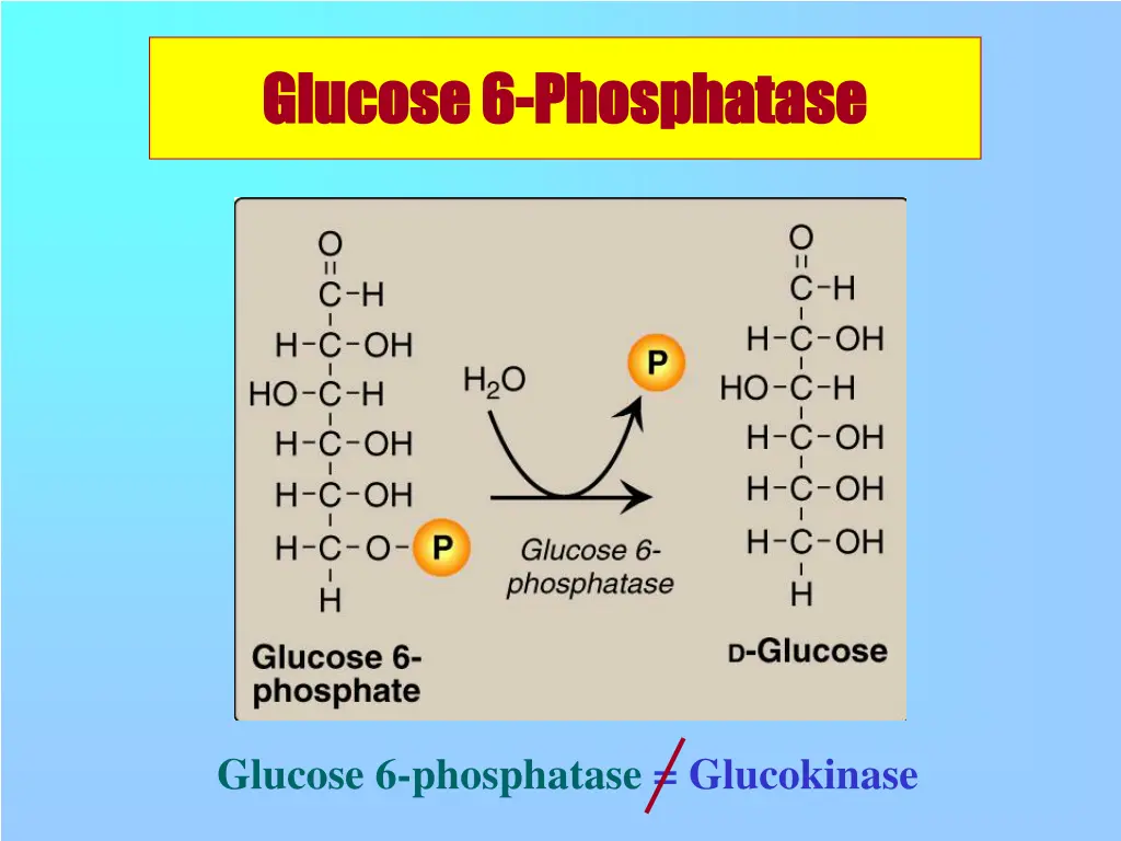 glucose 6 glucose 6 phosphatase phosphatase