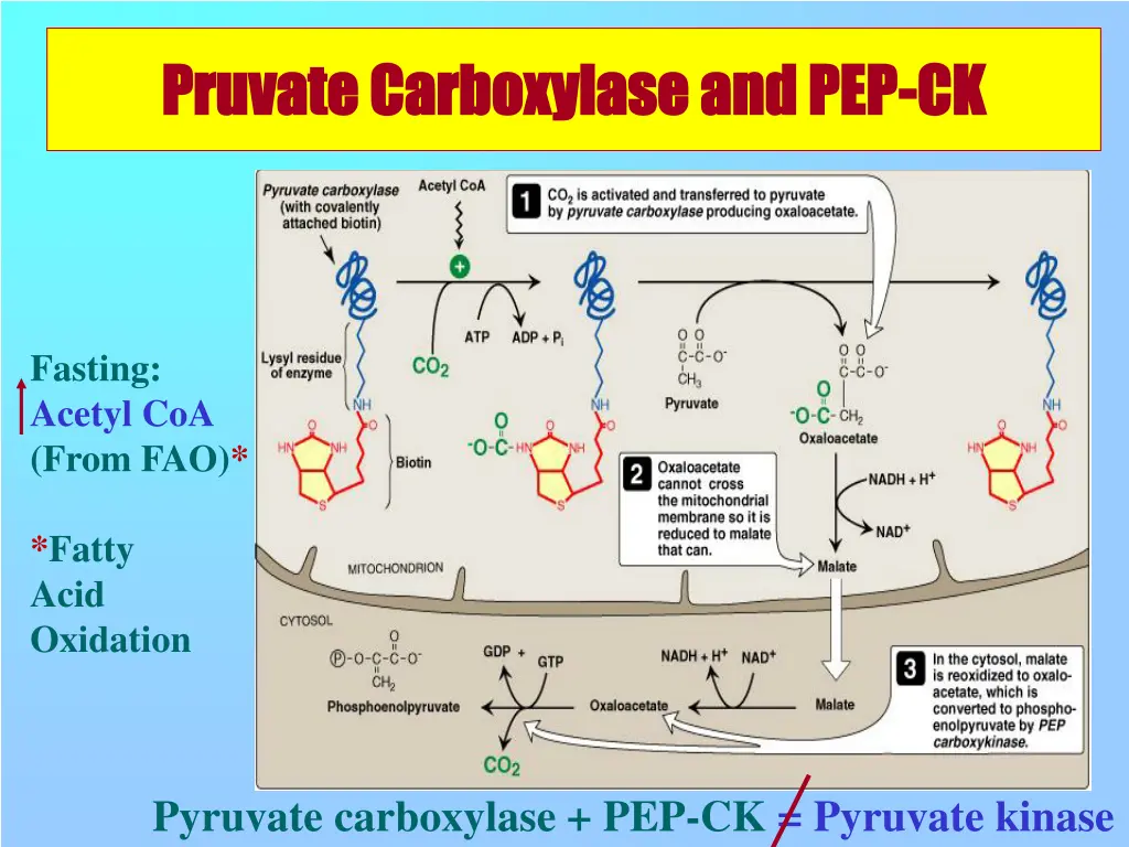 pruvate carboxylase and pep pruvate carboxylase