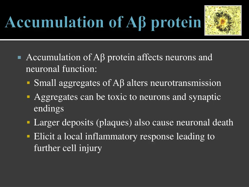 accumulation of a protein affects neurons