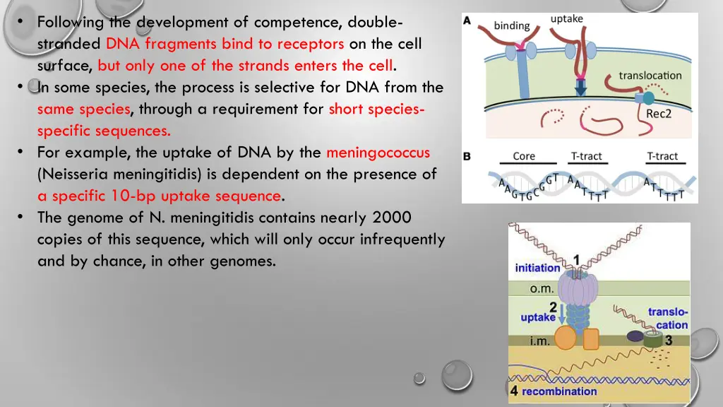 following the development of competence double