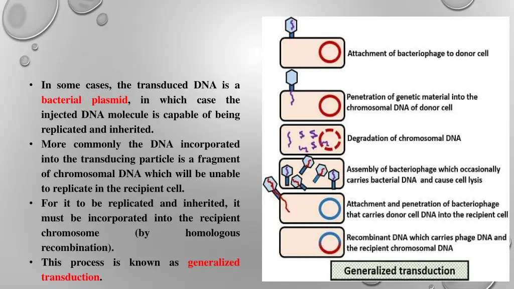 in some cases the transduced dna is a bacterial