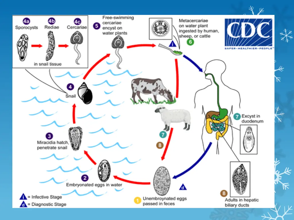 file fasciola lifecycle 2013 png