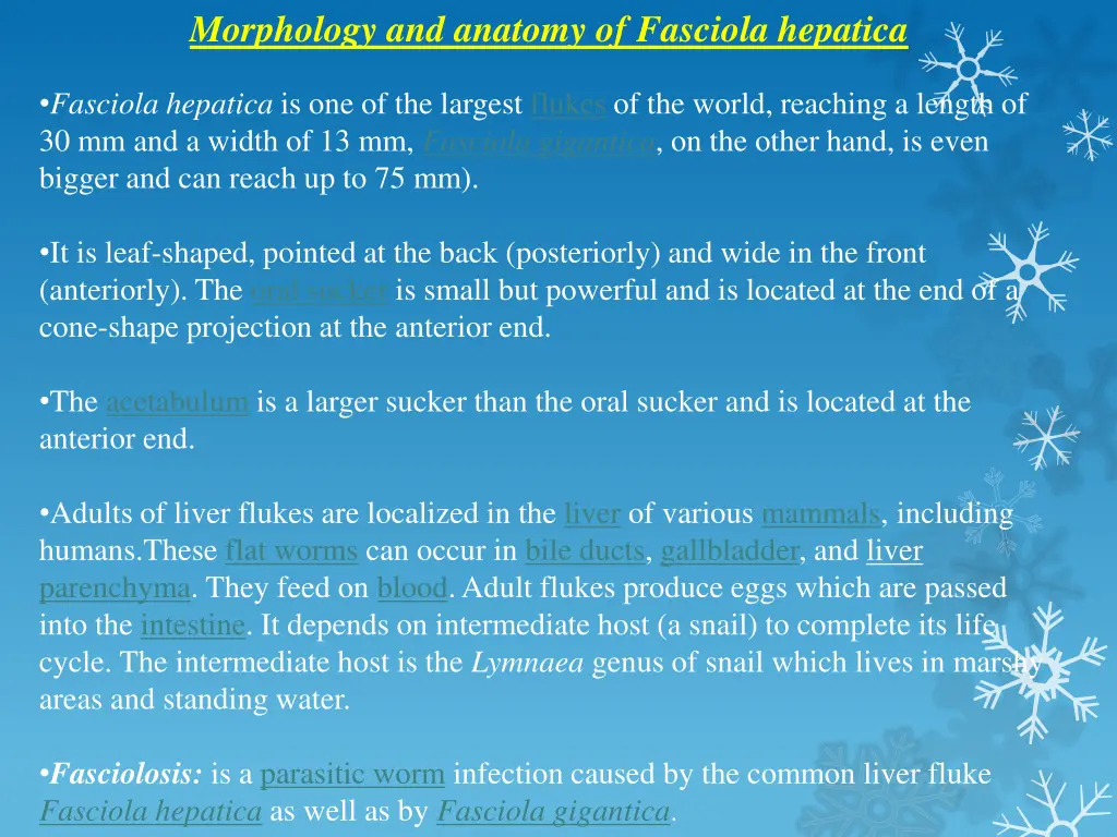 morphology and anatomy of fasciola hepatica
