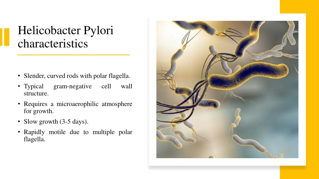 helicobacter pylori characteristics