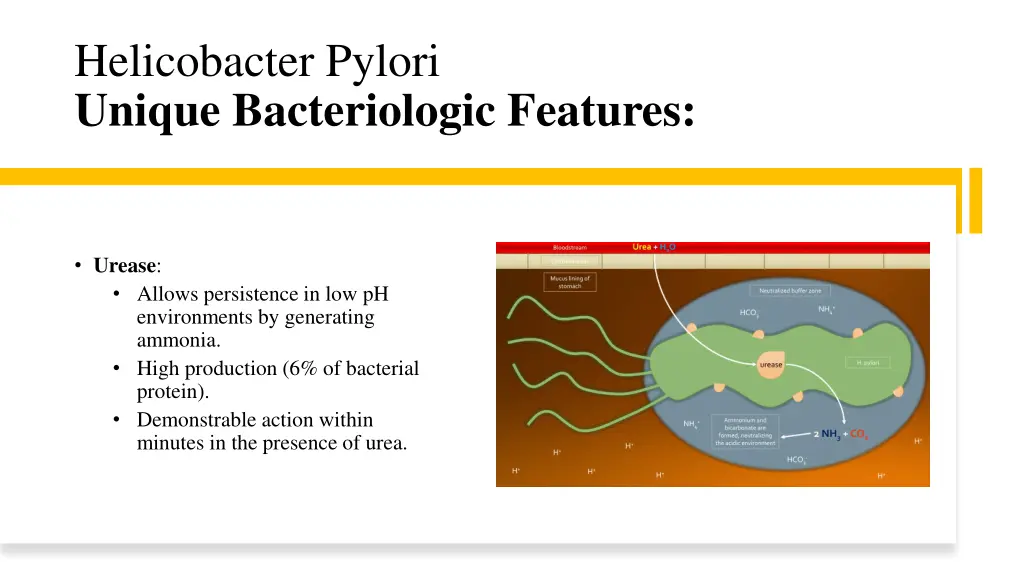 helicobacter pylori unique bacteriologic features