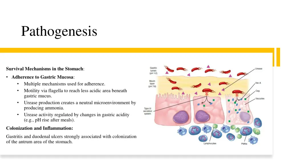 pathogenesis