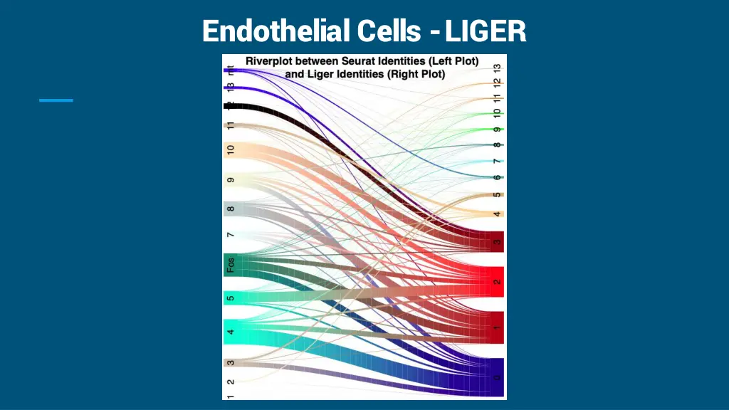 endothelial cells liger