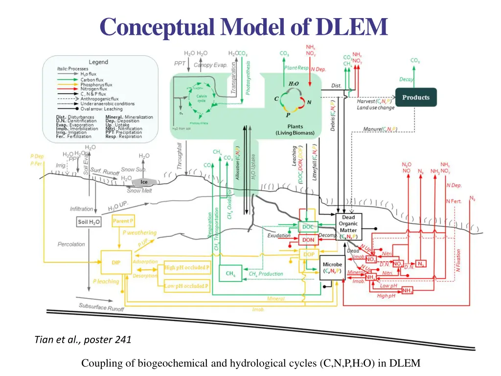 conceptual model of dlem