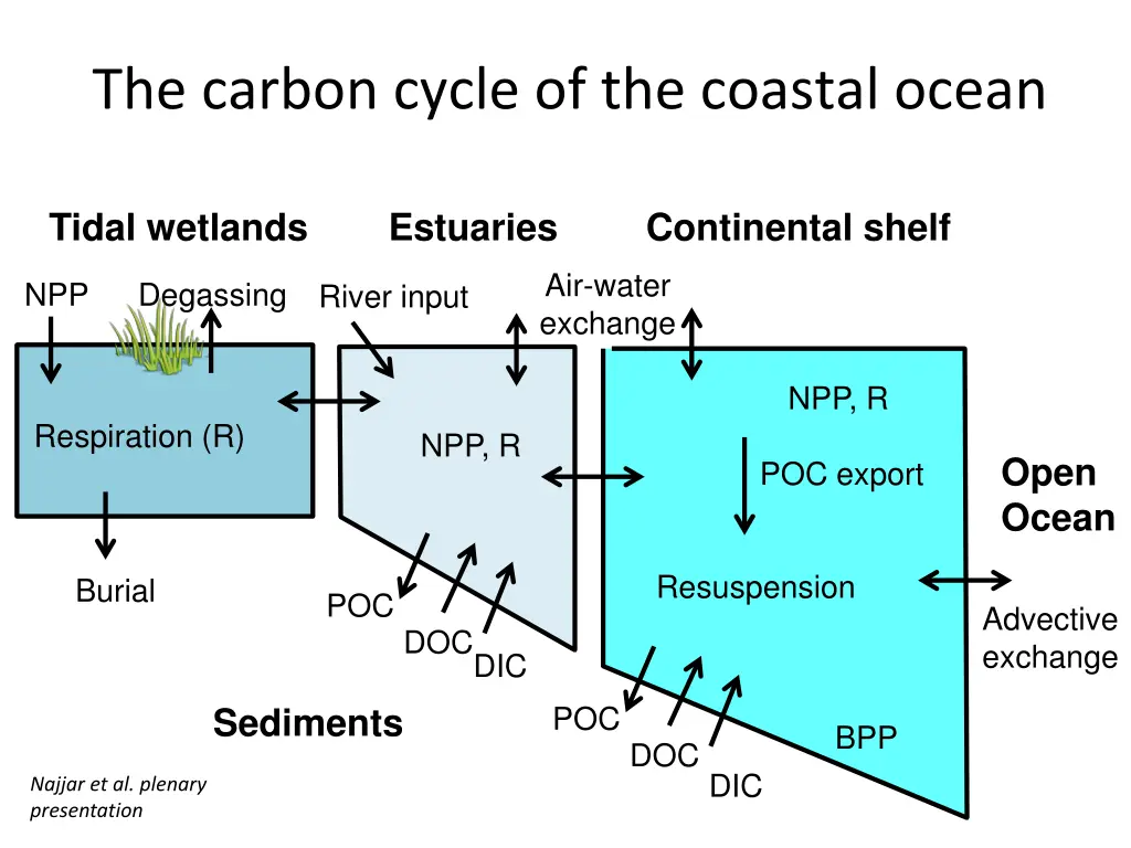 the carbon cycle of the coastal ocean