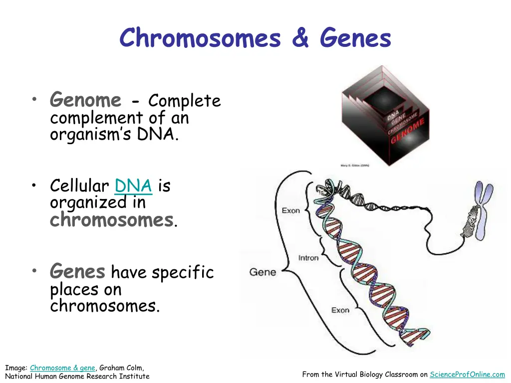 chromosomes genes