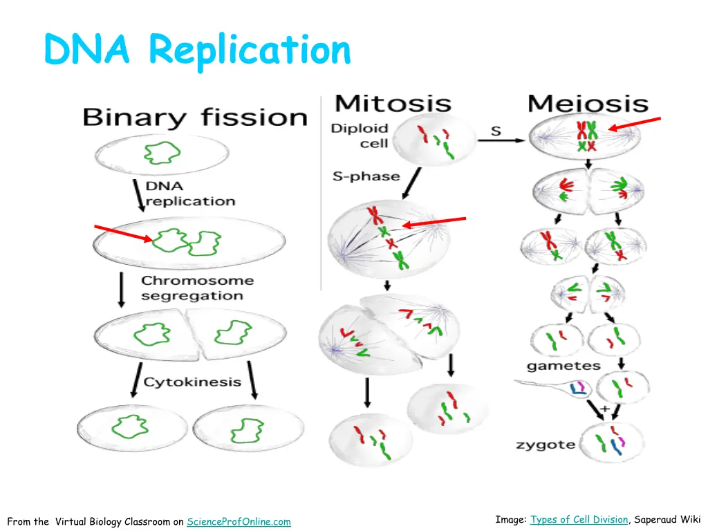 dna replication 2