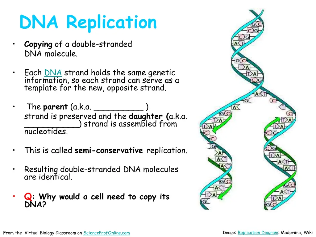 dna replication