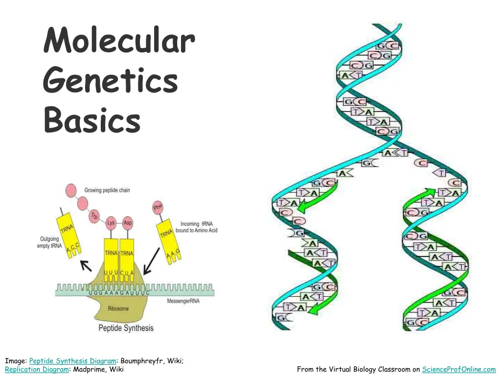 molecular genetics basics