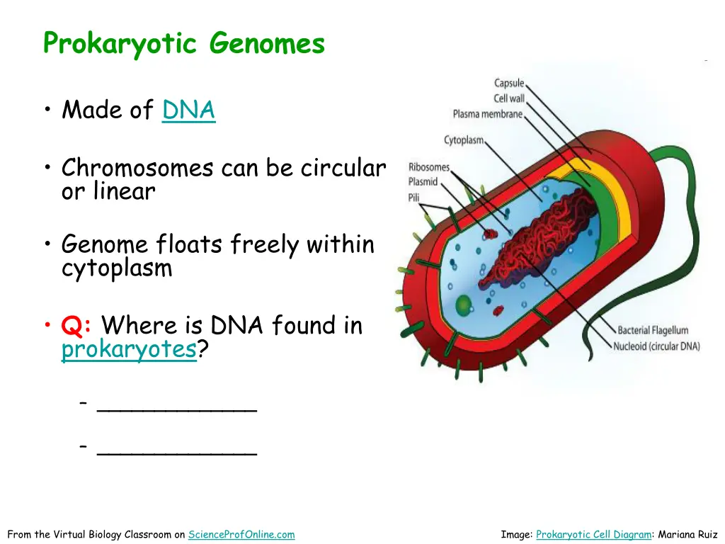 prokaryotic genomes