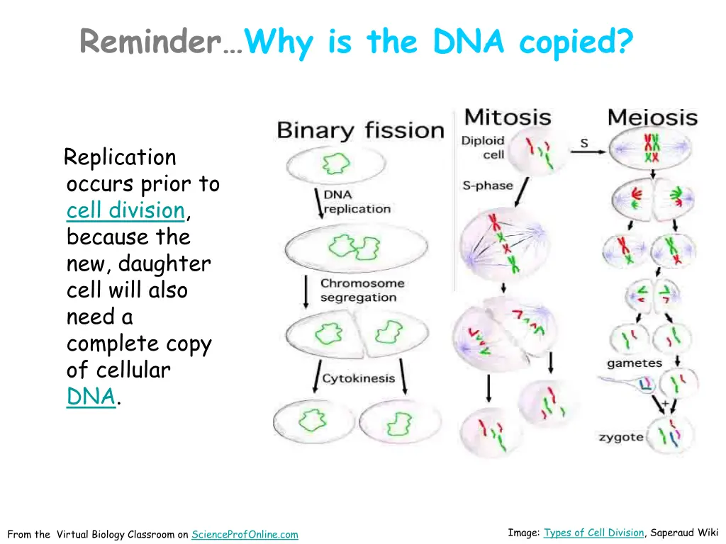 reminder why is the dna copied
