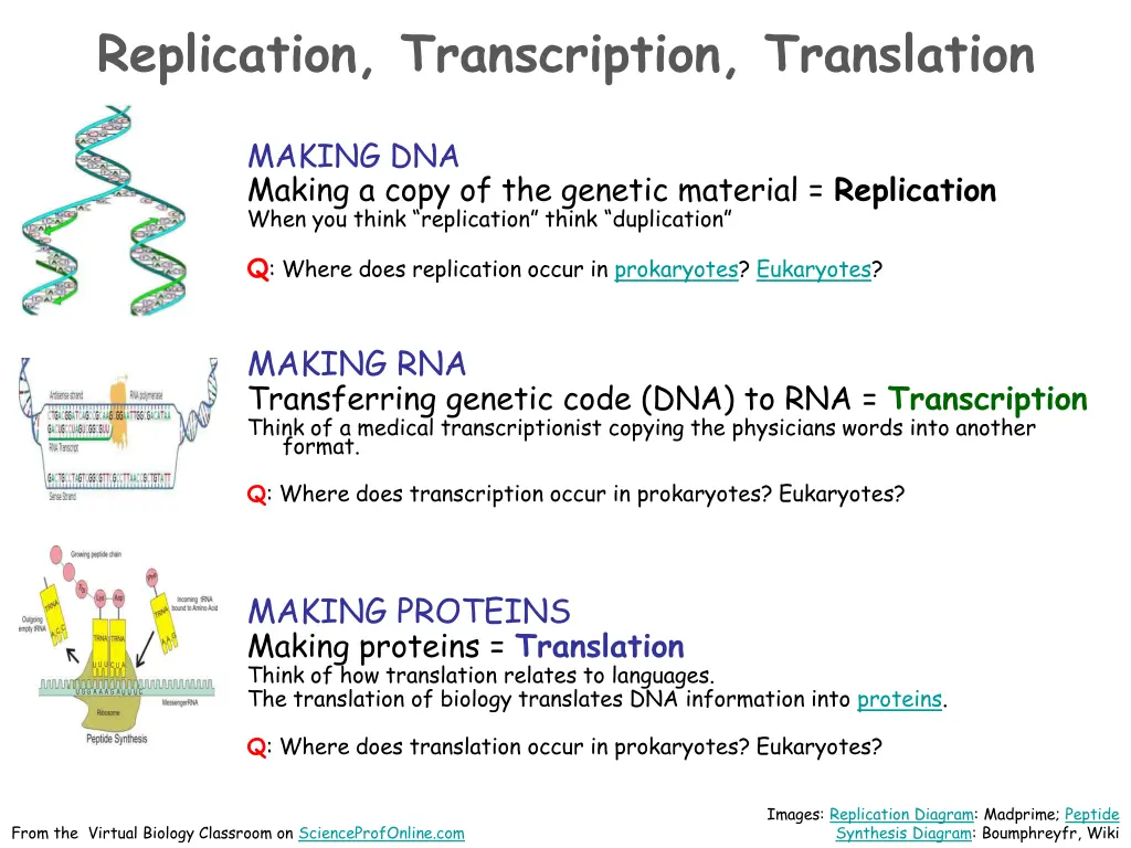 replication transcription translation