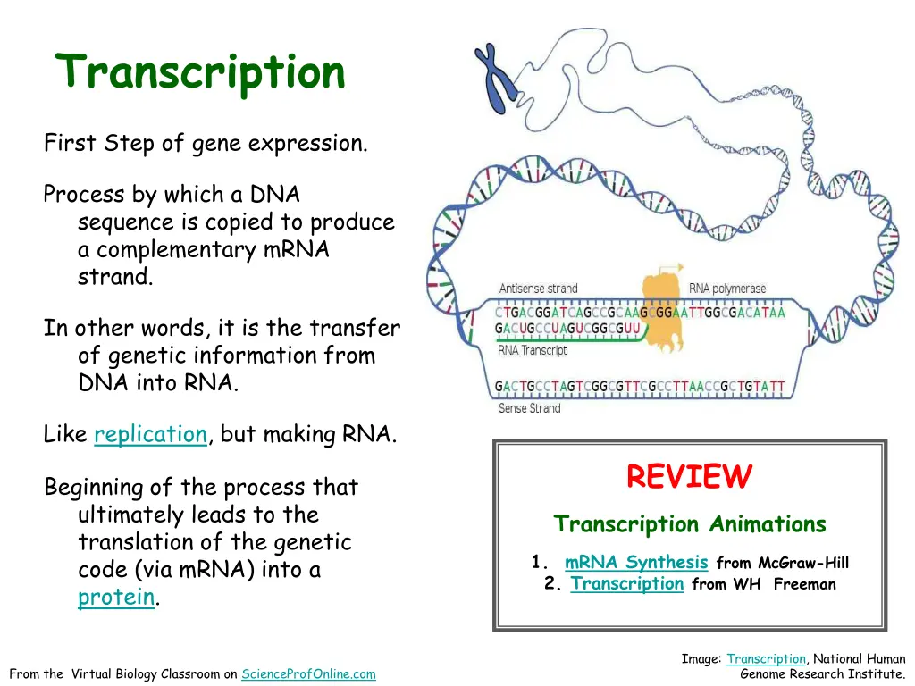 transcription