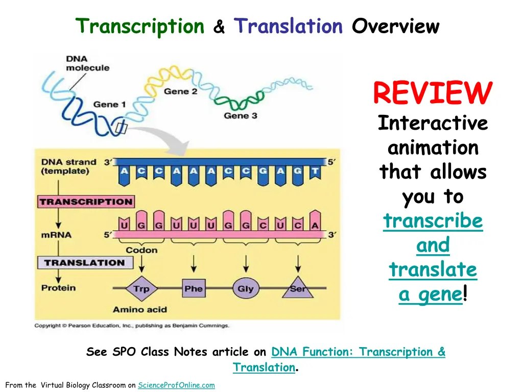 transcription translation overview