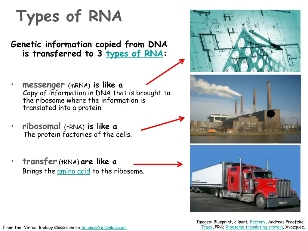types of rna