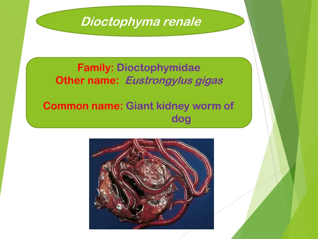 dioctophyma renale 1