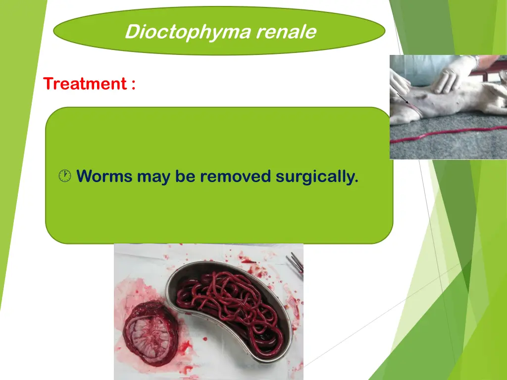 dioctophyma renale 10