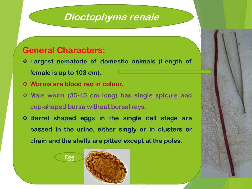 dioctophyma renale 2