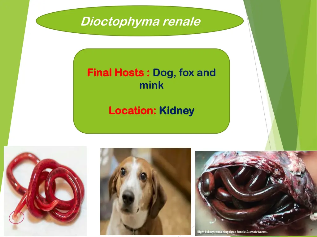 dioctophyma renale 3