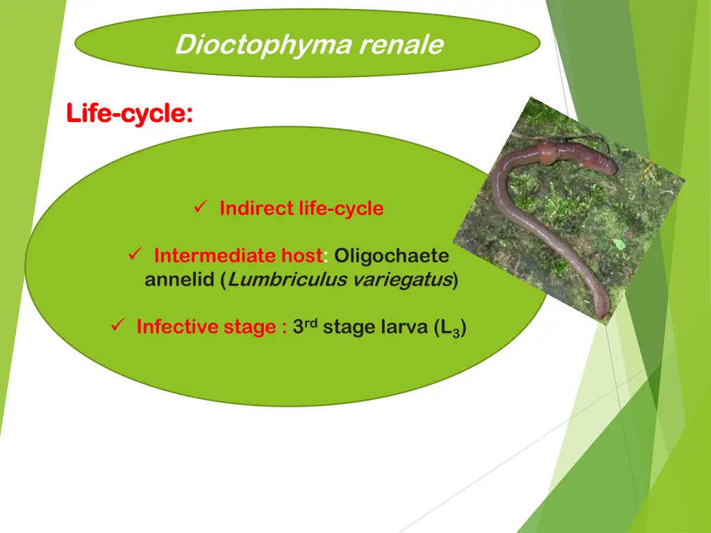 dioctophyma renale 4