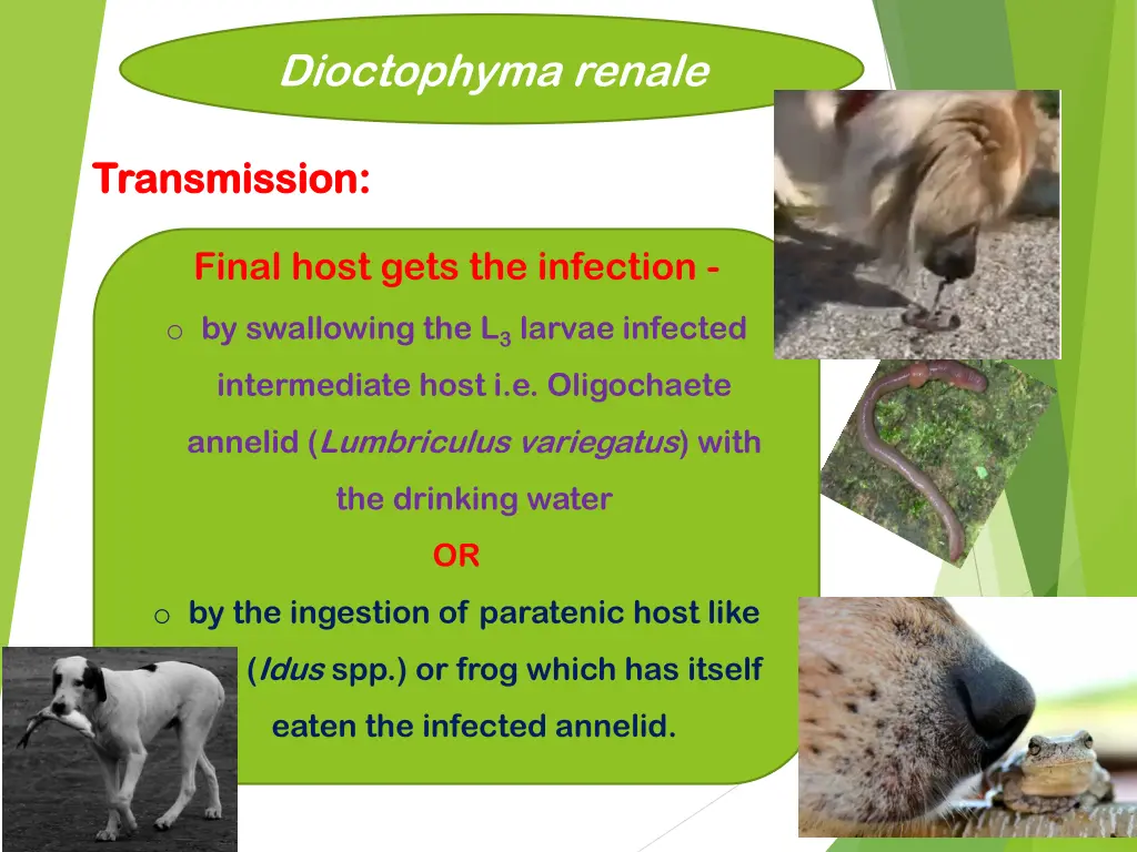 dioctophyma renale 5