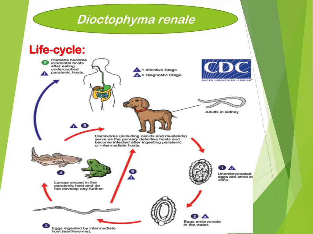 dioctophyma renale 6