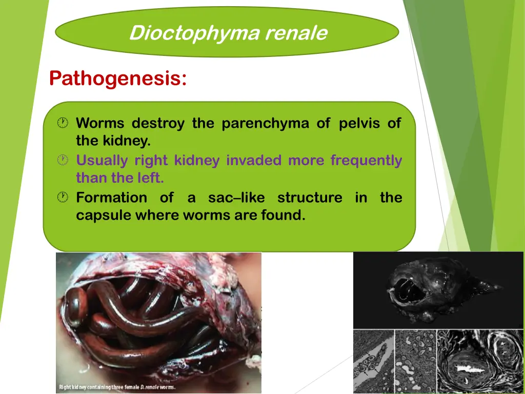 dioctophyma renale 7