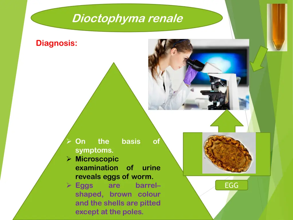 dioctophyma renale 9