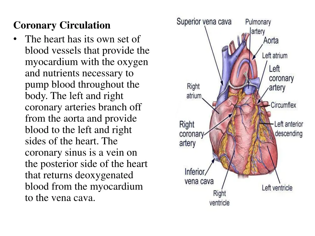 coronary circulation the heart