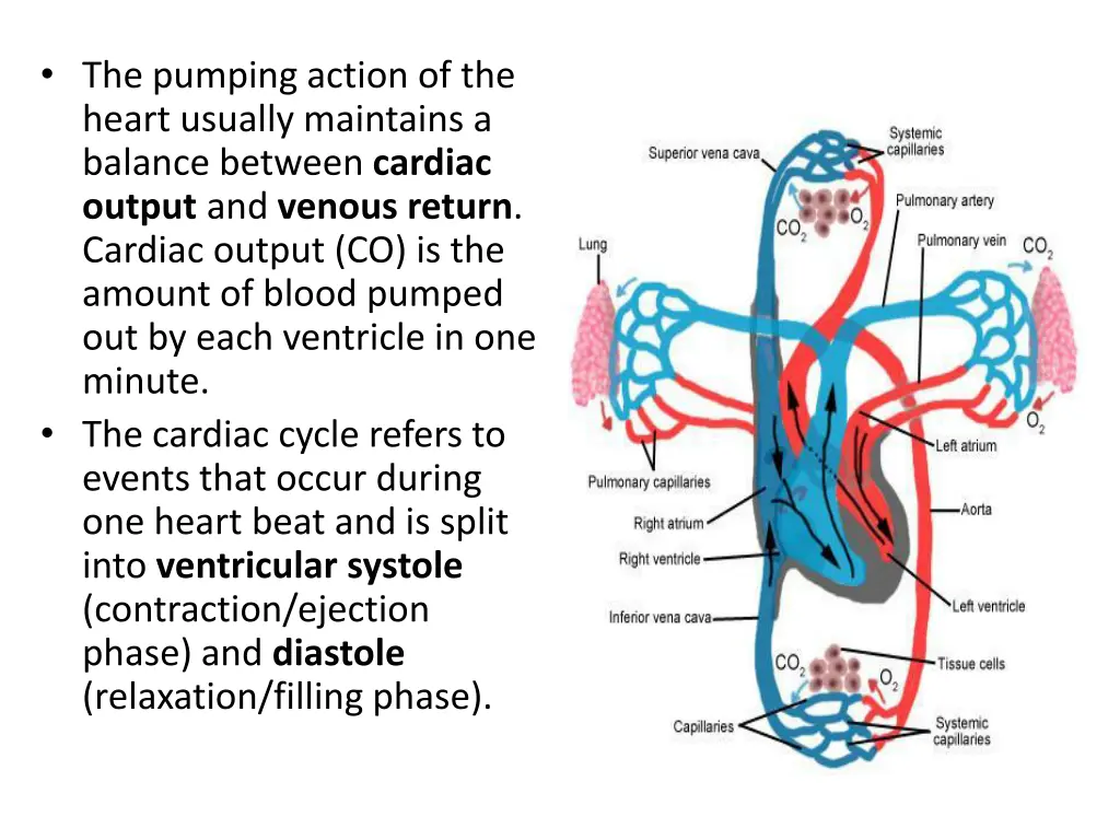 the pumping action of the heart usually maintains