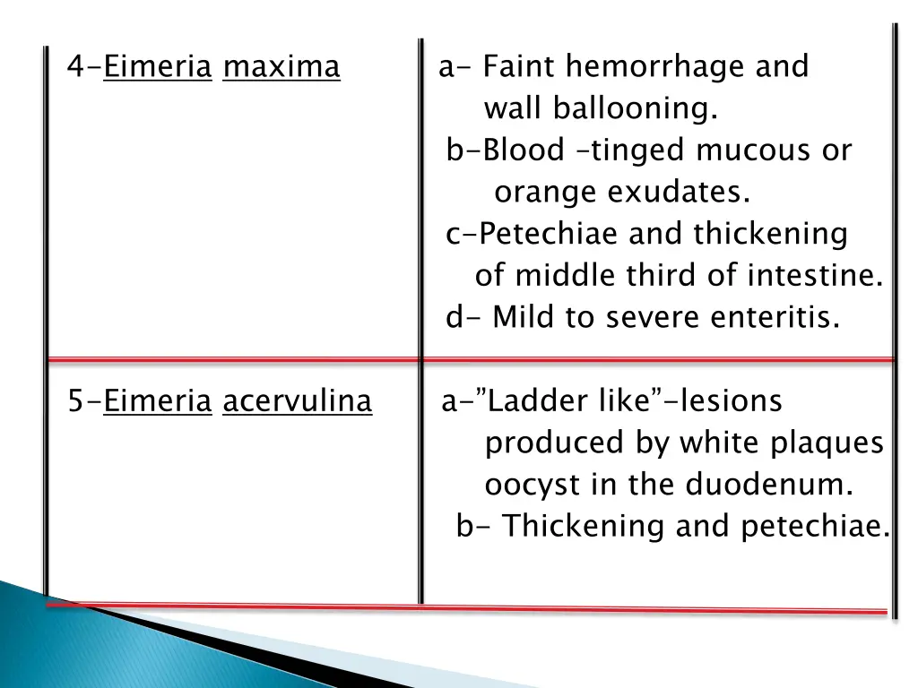4 eimeria maxima a faint hemorrhage and wall