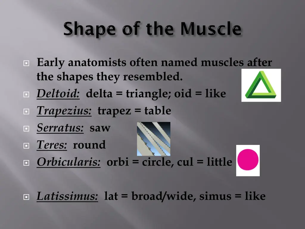 early anatomists often named muscles after